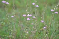 Micrargeria wightii